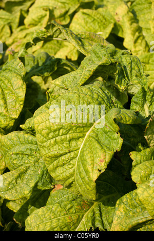 Tobacco leaf plant growing in the farm agriculture in asian and young green  tobacco leaves plantation in the tobacco field background Stock Photo