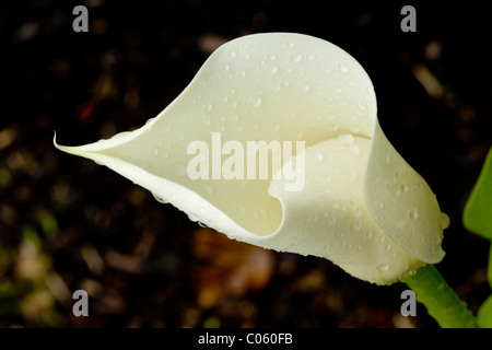 Calla Lily Flower Bud Opening. A creamy colored calla flower gradually opens after a rain shower covers its petal with droplets. Stock Photo