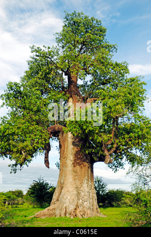 African Baobab (Adansonia digitata), Makgadikgadi Salt Pan region, Makgadikgadi Pans, Botswana, Africa Stock Photo