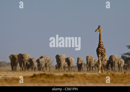 Giraffe and elephant herd approaching waterhole, Etosha National Park, Namibia