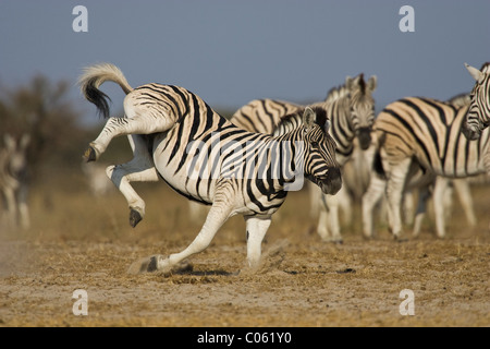Zebra kicking, Etosha National Park, Namibia. Stock Photo