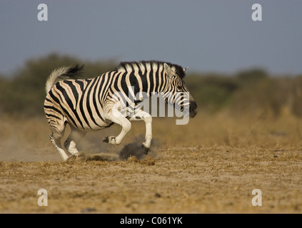 Zebra displaying, Etosha National Park, Namibia. Stock Photo