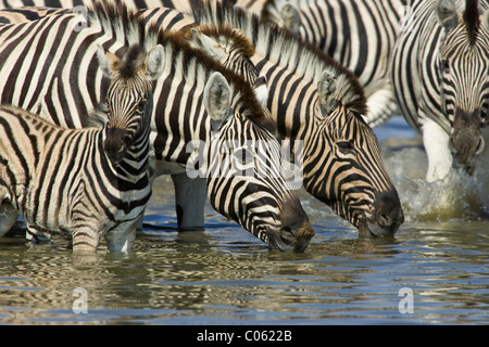 Zebras drinking, Etosha National Park, Namibia.