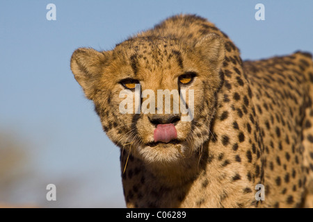 Cheetah portrait, tongue out, Khomas Hochland, Namibia Stock Photo