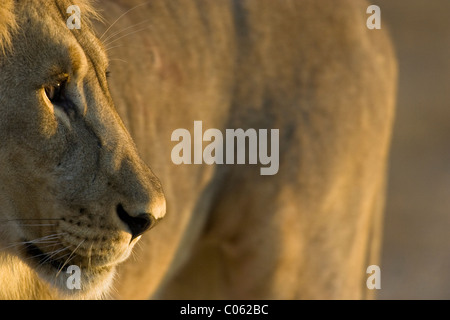 Lion portrait, Etosha National Park, Namibia Stock Photo