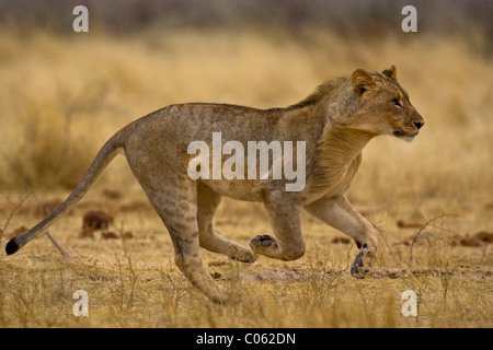 Young lion running, Etosha National Park, Namibia