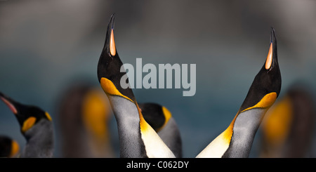 King Penguins displaying at breeding colony. Gold Harbour, South Georgia, South Atlantic. Stock Photo