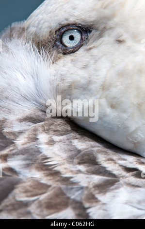 Southern Giant Petrel resting with bill tucked under its wing, Stromness, South Georgia, South Atlantic. Stock Photo