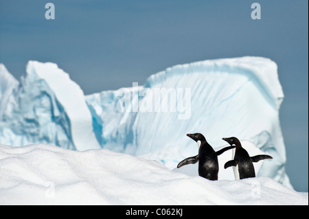 Adelie Penguins (Pygoscelis adeliae) on ice berg. Yalour Islands, Antarctic Peninsula, Antarctica. Stock Photo