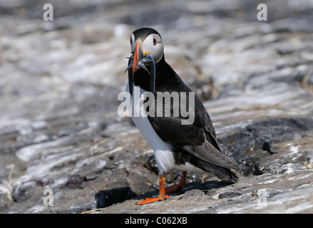 Atlantic Puffin with load of fish on the Farne Islands near the East coast of England Stock Photo