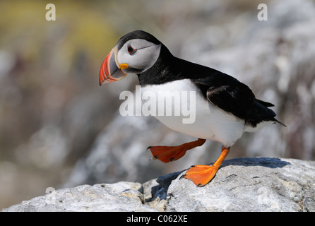 Atlantic Puffin on the Farne Islands near the East coast of England Stock Photo