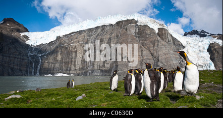King Penguins at breeding colony. Gold Harbour, South Georgia, South Atlantic Stock Photo