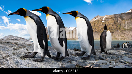 King Penguins at breeding colony, Gold Harbour, South Georgia, South Atlantic. Stock Photo