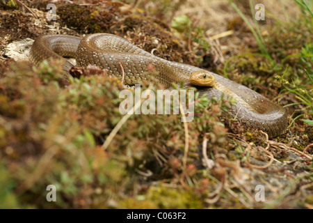 Aesculapian Snake (Zamenis longissimus, Elaphe longissima) Stock Photo
