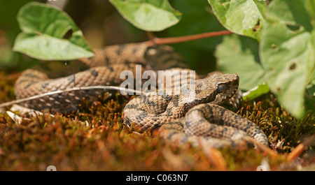 Asp viper (Vipera aspis) Stock Photo