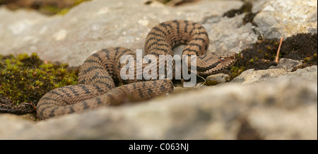 Asp viper (Vipera aspis) Stock Photo