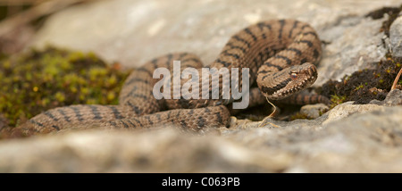 Asp viper (Vipera aspis) Stock Photo