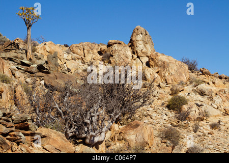 Quiver tree on rocky outcrop in Namibia Stock Photo