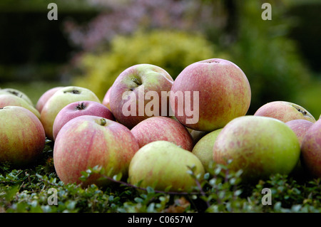 A pile of apples on a bed of green plants in a British country garden. Stock Photo