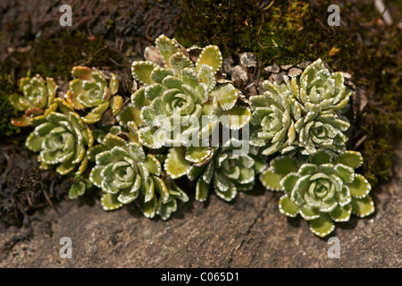 White Mountain Saxifrage (Saxifraga paniculata) Stock Photo