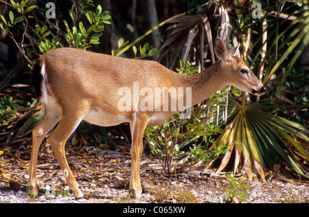 Key Deer (Odocoileus virginianus clavium) Stock Photo