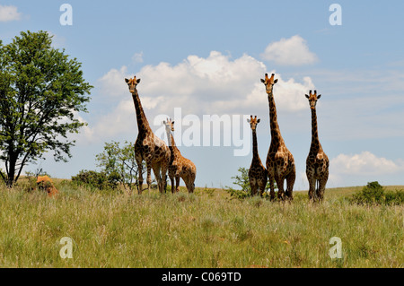 Family of giraffes in the bushveld Stock Photo