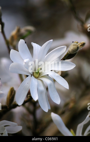 Magnolia stellata in bloom. Dorset, UK March 2010 Stock Photo