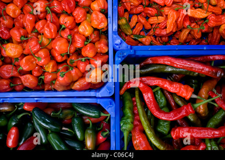 Boxes of hot chilis pictured at the Fiery Foods UK food festival, as park of the Brighton and Hove Food and Drink Festival. Stock Photo