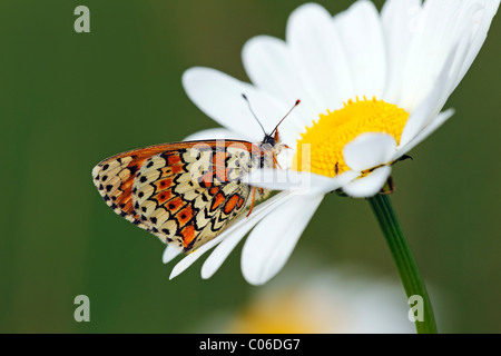 Glanville Fritillary (Melitaea cinxia), butterfly sitting on bloomin Ox-Eye-Daisy (Leucanthemum vulgare) Stock Photo