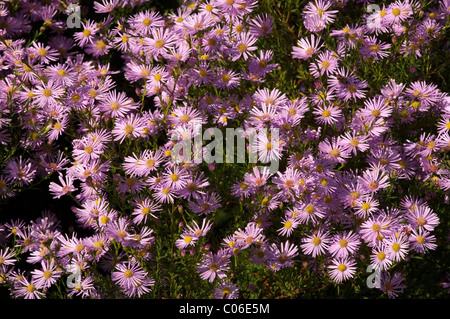 Heath Aster (Aster ericoides Pink Star, Aster pringlei Pink Star), flowers. Stock Photo
