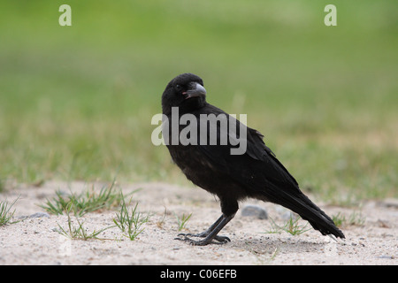 carrion crow Stock Photo