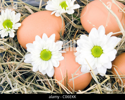 Closeup picture of oxeye daisy flowers and eggs lying on hay Stock Photo