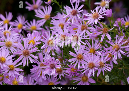 Heath Aster (Aster ericoides Pink Star, Aster pringlei Pink Star), flowers. Stock Photo