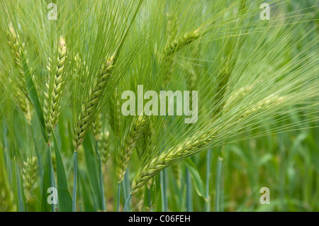 Unripe six-row Barley (Hordeum vulgare f. hexastichon) on a field. Stock Photo