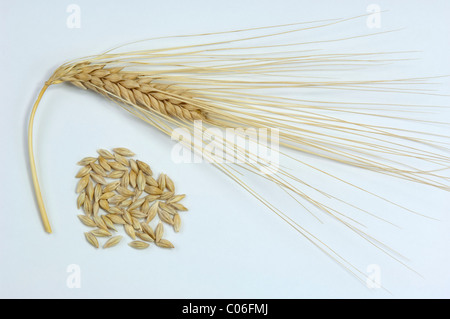Six-row Barley (Hordeum vulgare f. hexastichon), ripe ear and corns. Studio picture against a white background.