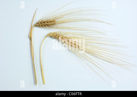 Six-row Barley (Hordeum vulgare f. hexastichon), two ripe ears. Studio picture against a white background.