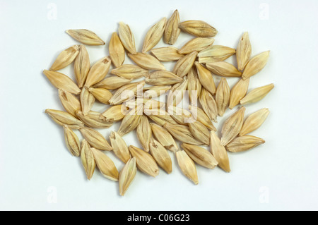 Six-row Barley (Hordeum vulgare f. hexastichon), corns. Studio picture against a white background. Stock Photo