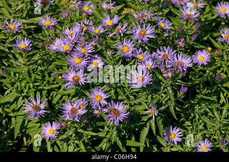 Bushy Aster (Aster dumosus Blauer Gletscher), flowering. Stock Photo