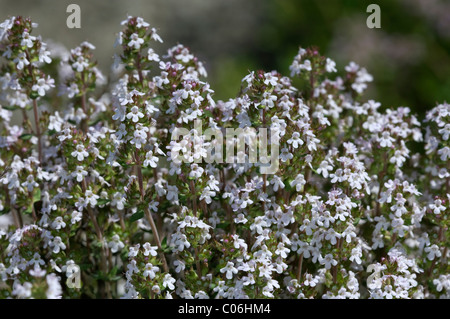 Thyme (Thymus zygis), flowering. Stock Photo
