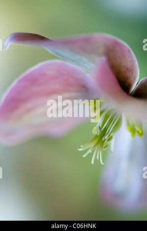 Close-up image of the winter flowering pink hellebore also known as the Lenten Rose of Christmas Rose Stock Photo