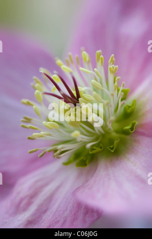 Close-up image of the winter flowering pink hellebore also known as the Lenten Rose of Christmas Rose Stock Photo