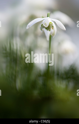 Double flowering Snowdrop - Galanthus nivalis 'Flore Pleno'