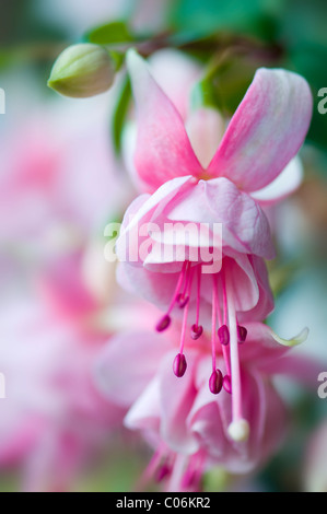 Summer flowering Pale Pink Fuchsia Flowers Stock Photo