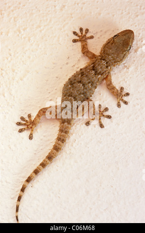 Wall Gecko (Tarentola mauritanica), Majorca, Spain, Europe Stock Photo