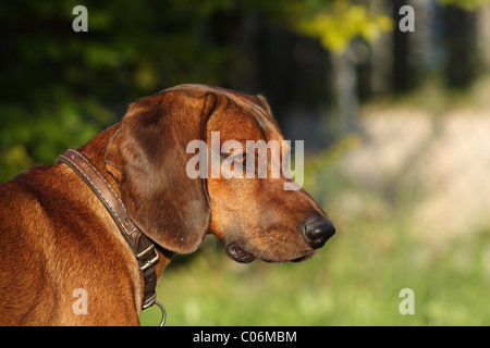 Bavarian mountain dog Stock Photo