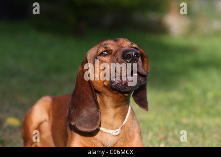 Bavarian mountain dog Stock Photo