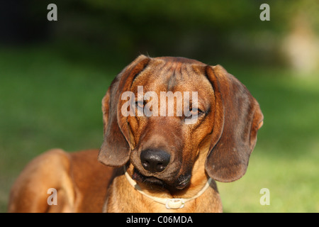 Bavarian mountain dog Stock Photo