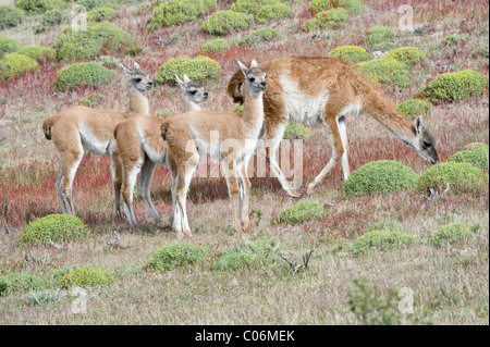 Guanaco (Lama guanicoe) adult with three juveniles feeding amongst Mata Barrosa (Mulinum spinosum) Torres del Paine NP Chile Stock Photo