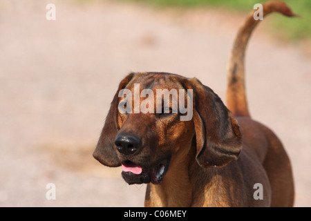 Bavarian mountain dog Stock Photo