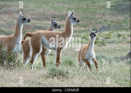 Guanaco (Lama guanicoe) group of juveniles National Park Torres del Paine Patagonia Chile South America Stock Photo